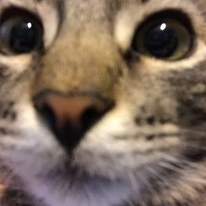 Meet your Posher, Gregory